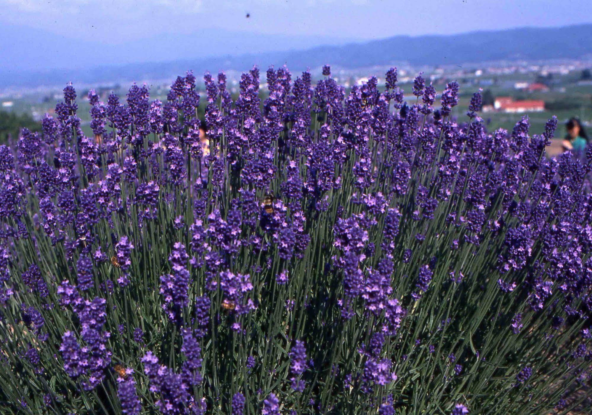 Pension Lavender Furano Exterior photo