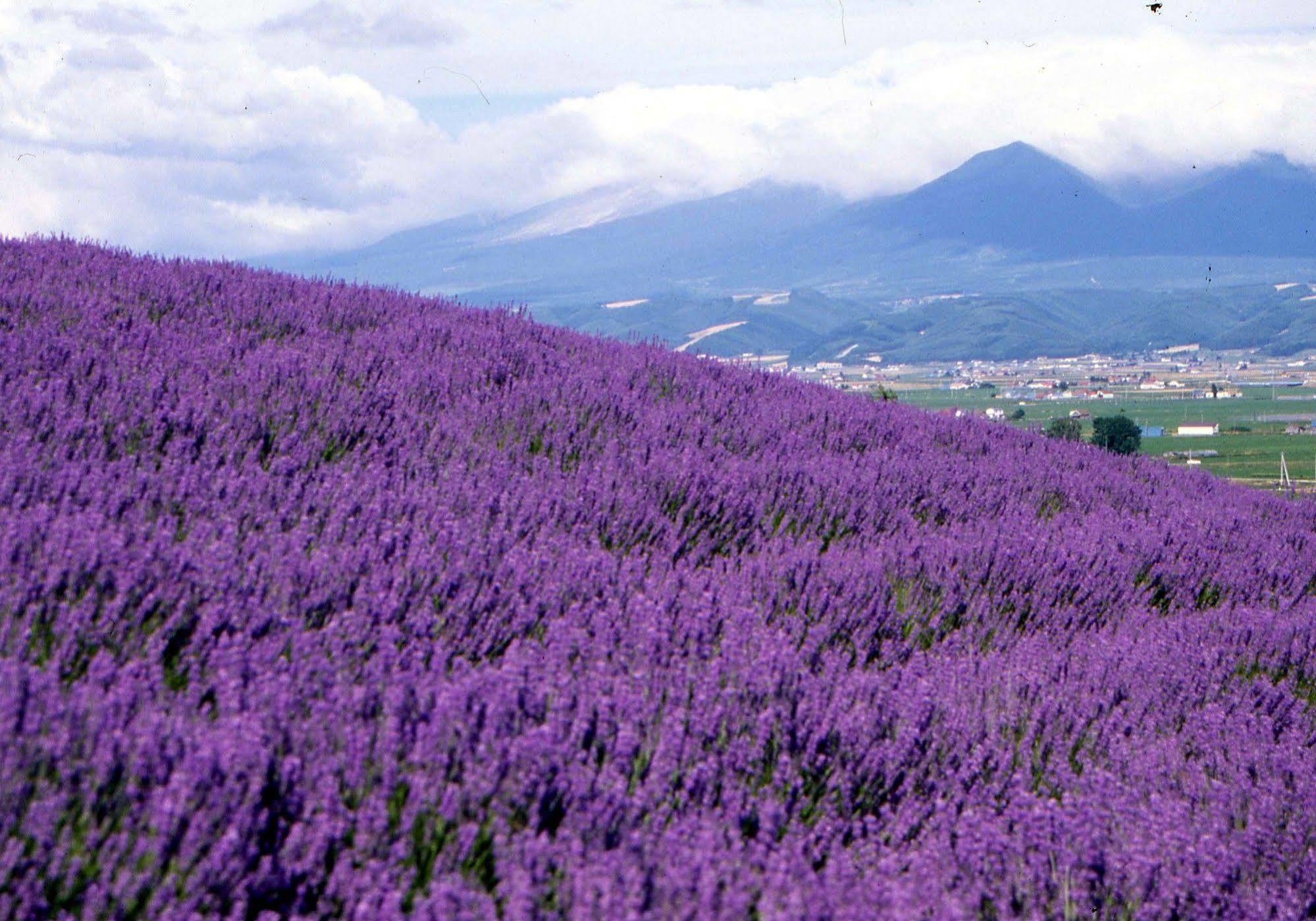 Pension Lavender Furano Exterior photo