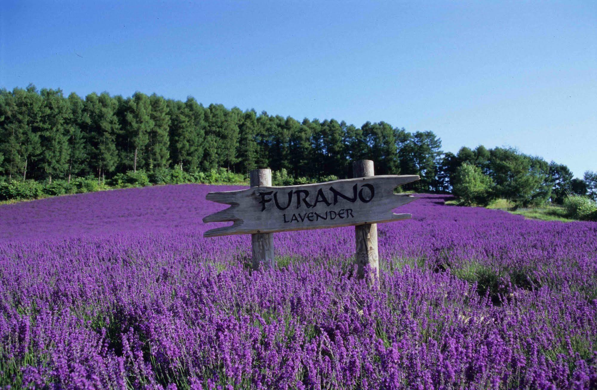 Pension Lavender Furano Exterior photo